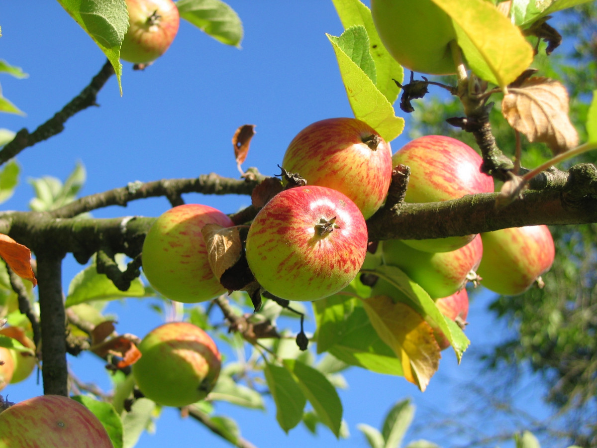 apple_tree_orchard_apfelernte-961657