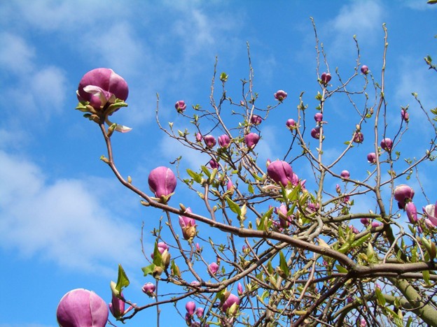 il_giardino_delle_magnolie